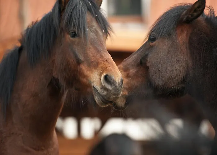 Warmia Park 酒店 4*